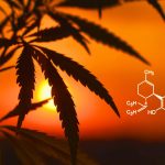 somPremCBDMain image